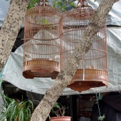 Caged songbirds at the Bird Garden on Yuen Po Street in Hong Kong. Photo by alphacityguides.