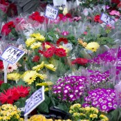 Flower market on Yuen Po Street in Hong Kong. Photo by alphacityguides.