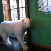 Taxidermy inside Deyrolle in Paris. Photo by alphacityguides.